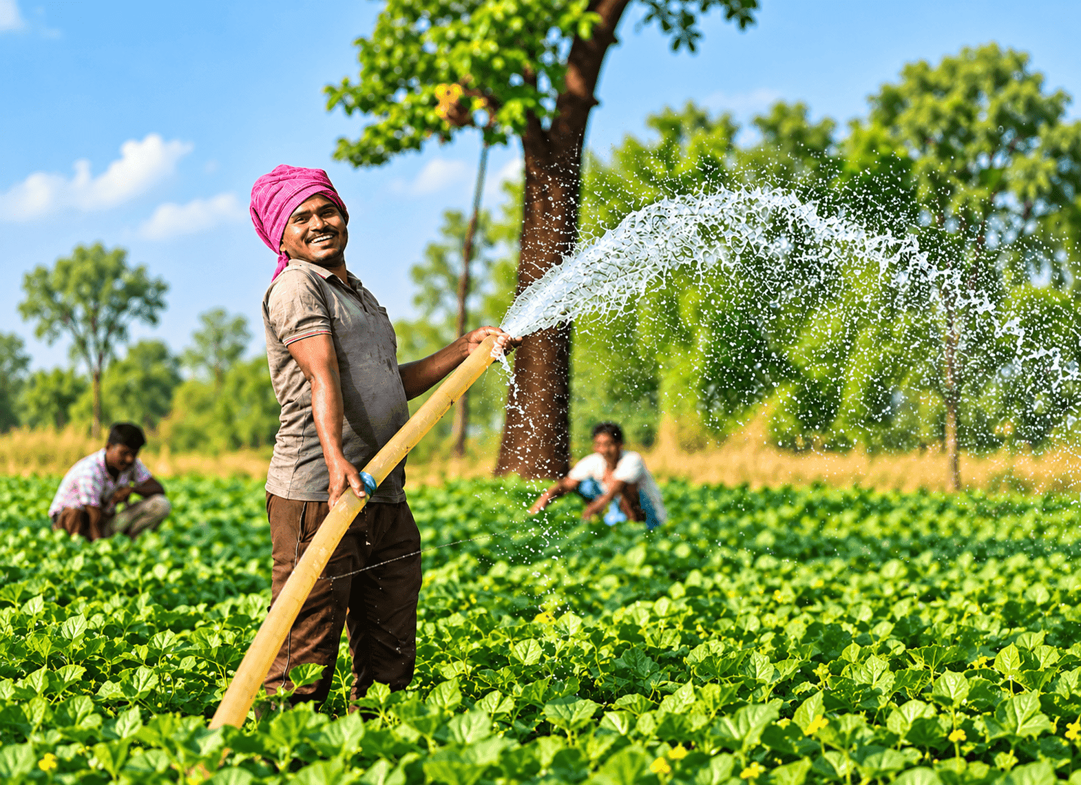 A farmer smiling while watering a field of leafy crops with a hose