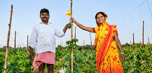 Two farmers standing beside a trellised crop in the field